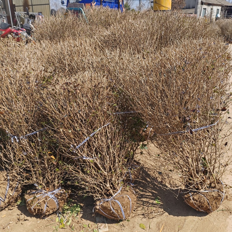 基地大量出售冠幅80-150厘米金叶女贞球