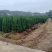 湖南湘潭精品塔柏柏树，一手货源，现采现挖存活率高欢迎咨询