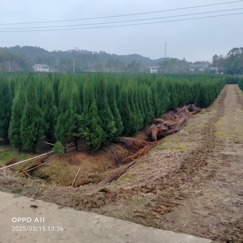 湖南湘潭精品塔柏柏树，一手货源，现采现挖存活率高欢迎咨询