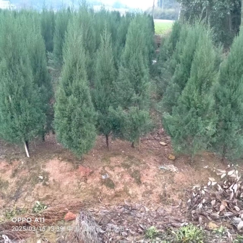 湖南湘潭精品塔柏柏树，一手货源，现采现挖存活率高欢迎咨询