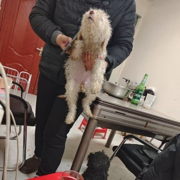 巨贵妹妹弟弟