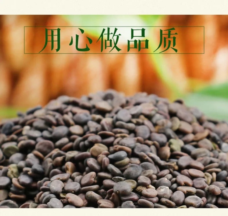 黄芪种子95%以上4斤/亩耐寒耐旱提供种植技术