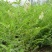 黄芪种子95%以上4斤/亩耐寒耐旱提供种植技术