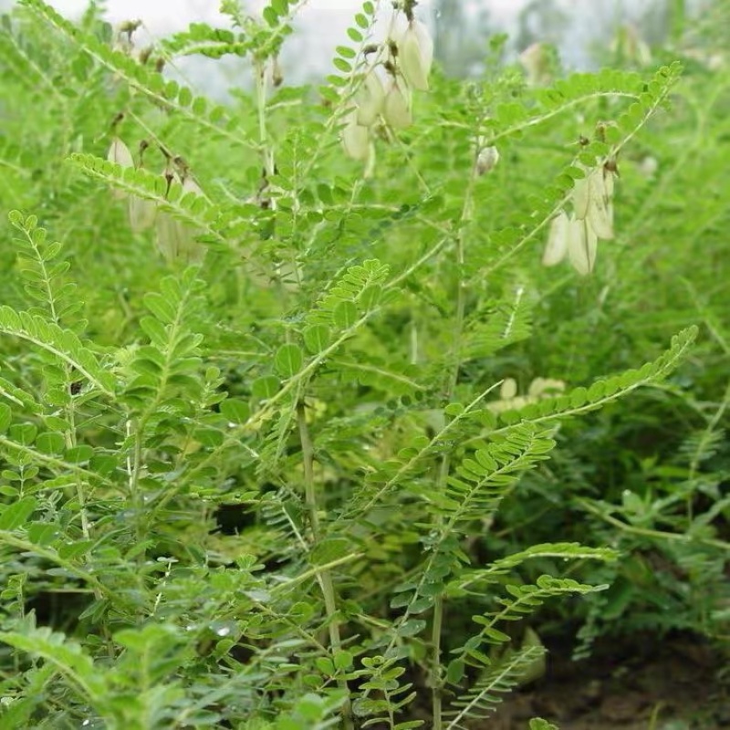 黄芪种子95%以上4斤/亩耐寒耐旱提供种植技术