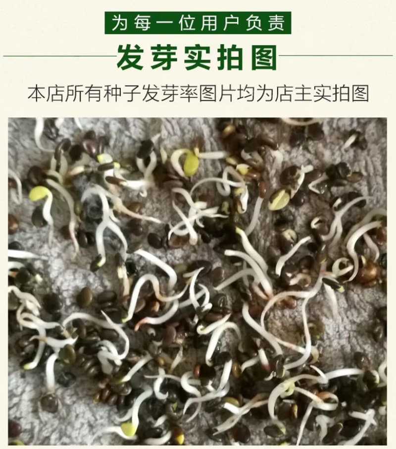黄芪种子95%以上4斤/亩耐寒耐旱提供种植技术