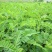黄芪种子95%以上4斤/亩耐寒耐旱提供种植技术