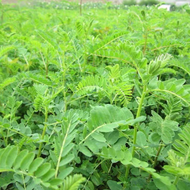 黄芪种子95%以上4斤/亩耐寒耐旱提供种植技术