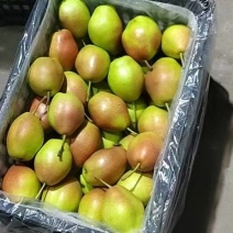 热销陕西蒲城红香酥梨大量上市可以对接各大电商平台