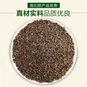 黄芪种子纯新棉芪籽耐寒耐干旱种植简单好管理