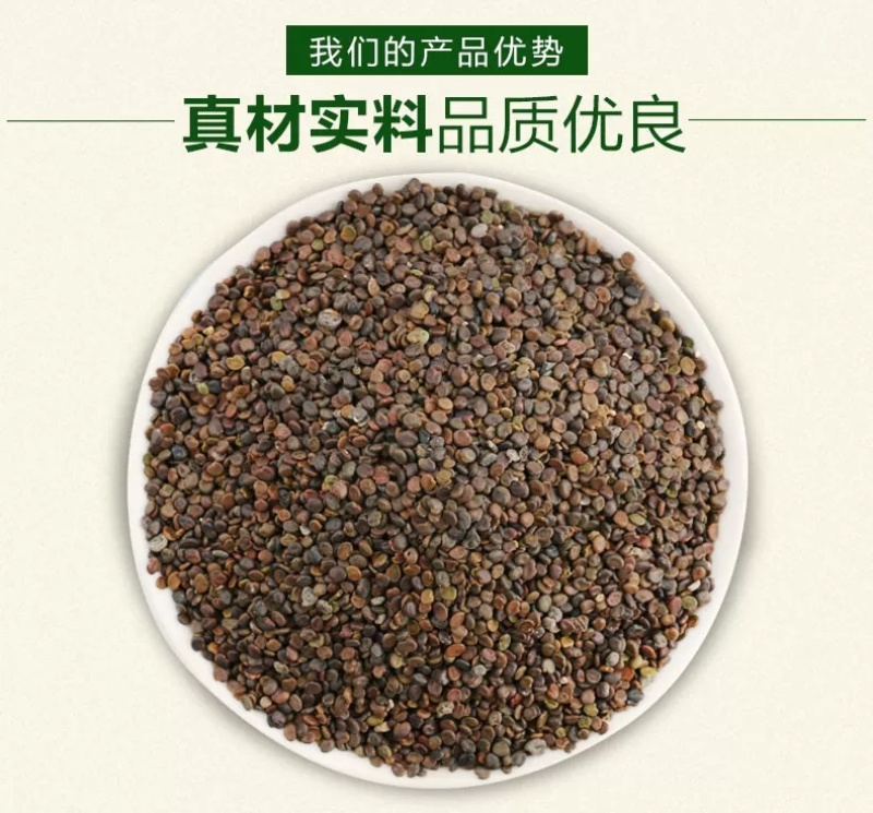 黄芪种子纯新棉芪籽耐寒耐干旱种植简单好管理