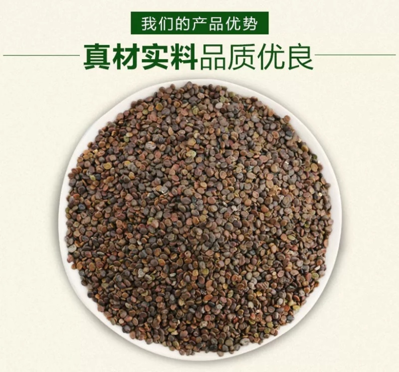 黄芪种子纯新棉芪籽耐寒耐干旱种植简单好管理