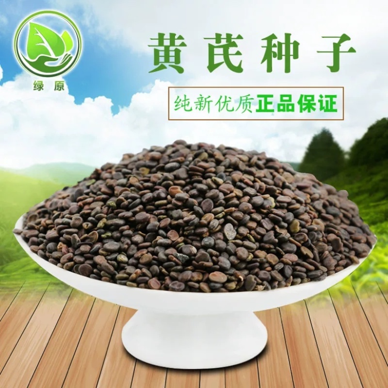 黄芪种子纯新棉芪籽耐寒耐干旱种植简单好管理