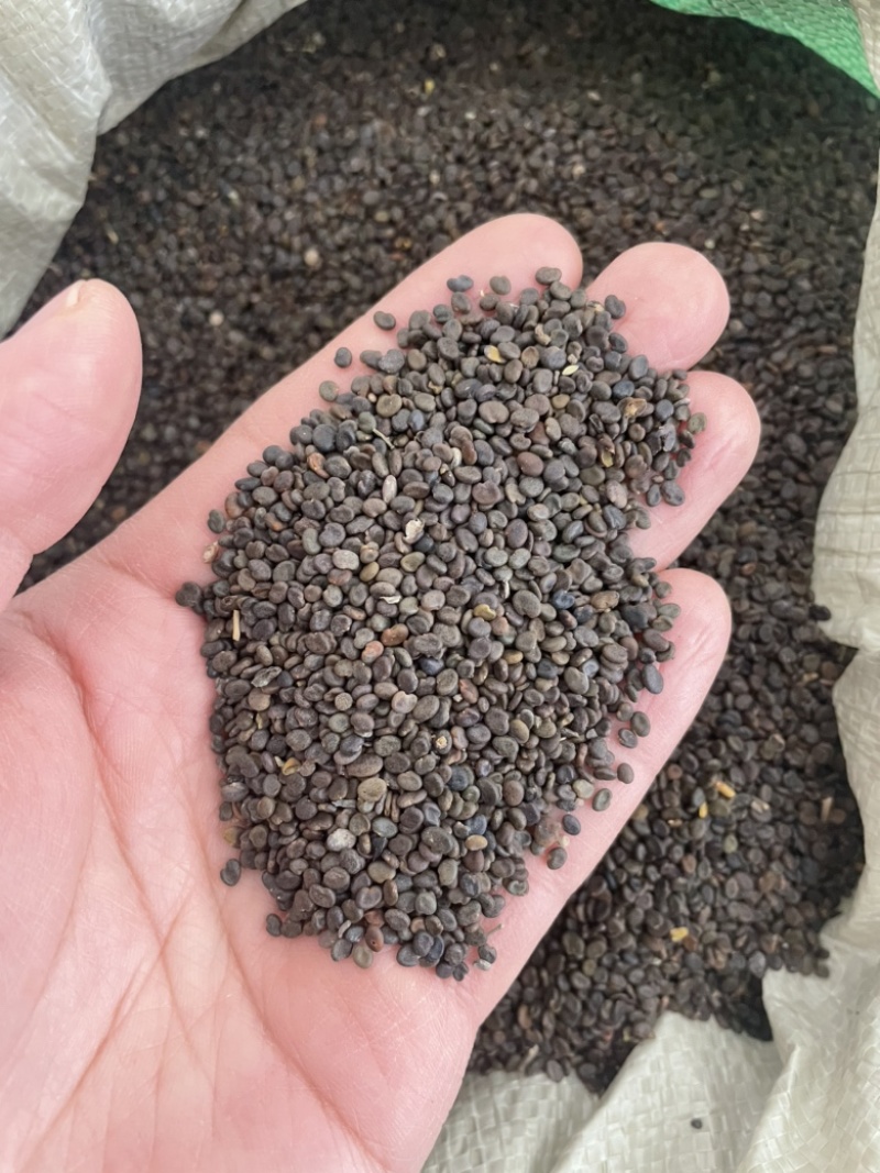 黄芪种子纯新棉芪籽耐寒耐干旱种植简单好管理