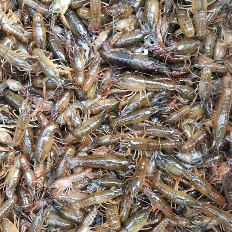 精品小龙虾苗货源充足量大从优质量保证一手货源欢迎咨询