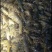 精品小龙虾苗货源充足量大从优质量保证一手货源欢迎咨询