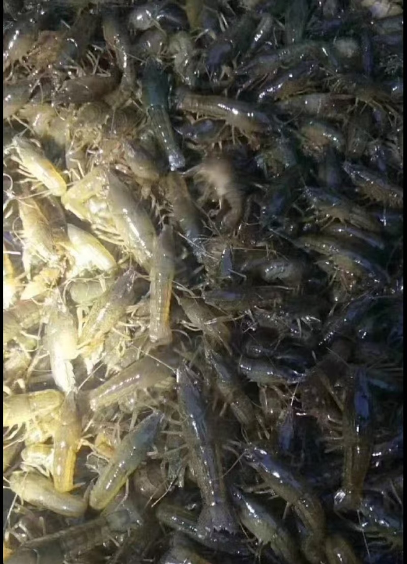 精品小龙虾苗货源充足量大从优质量保证一手货源欢迎咨询