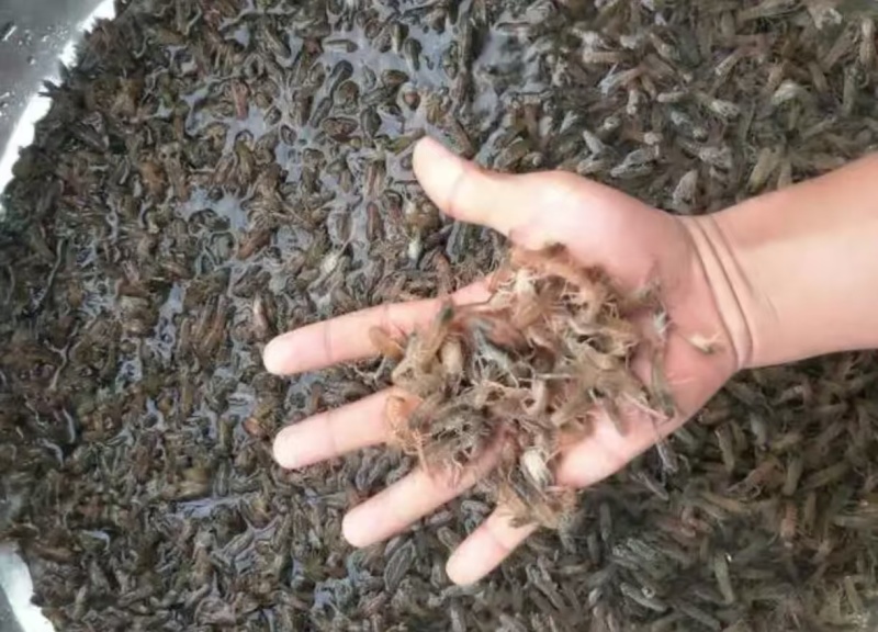 精品小龙虾苗货源充足量大从优质量保证一手货源欢迎咨询