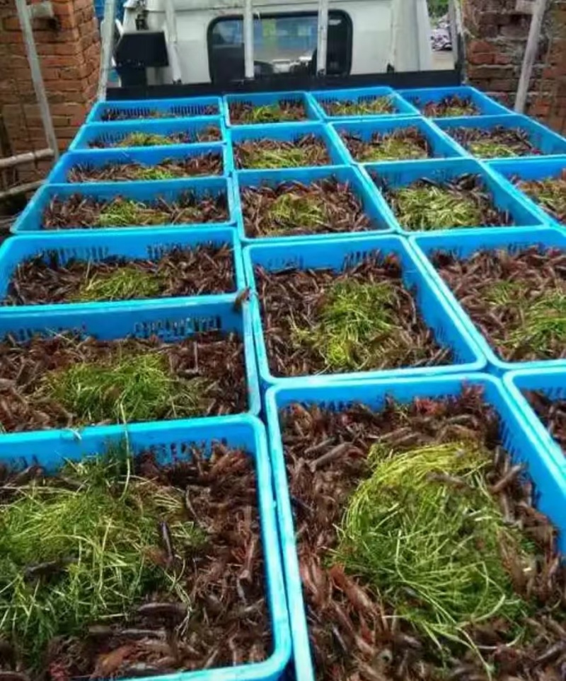 精品小龙虾苗货源充足量大从优质量保证一手货源欢迎咨询