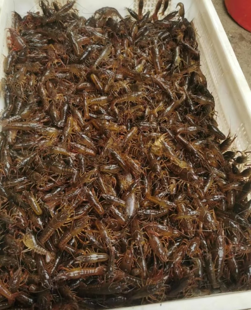 精品小龙虾苗货源充足量大从优质量保证一手货源欢迎咨询