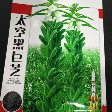 芝麻种子-含油量高耐热易种耐重茬密而多蒴果肥大