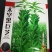 芝麻种子-含油量高耐热易种耐重茬密而多蒴果肥大