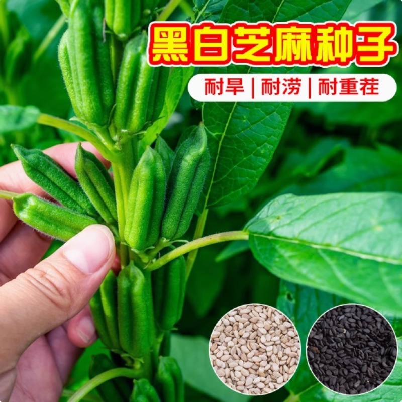 芝麻种子-含油量高耐热易种耐重茬密而多蒴果肥大