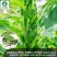 芝麻种子-含油量高耐热易种耐重茬密而多蒴果肥大