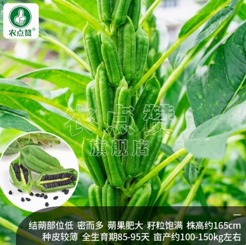 芝麻种子-含油量高耐热易种耐重茬密而多蒴果肥大