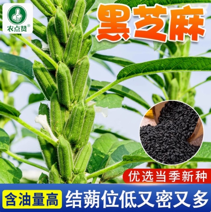 芝麻种子-含油量高耐热易种耐重茬密而多蒴果肥大