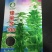 芝麻种子-含油量高耐热易种耐重茬密而多蒴果肥大
