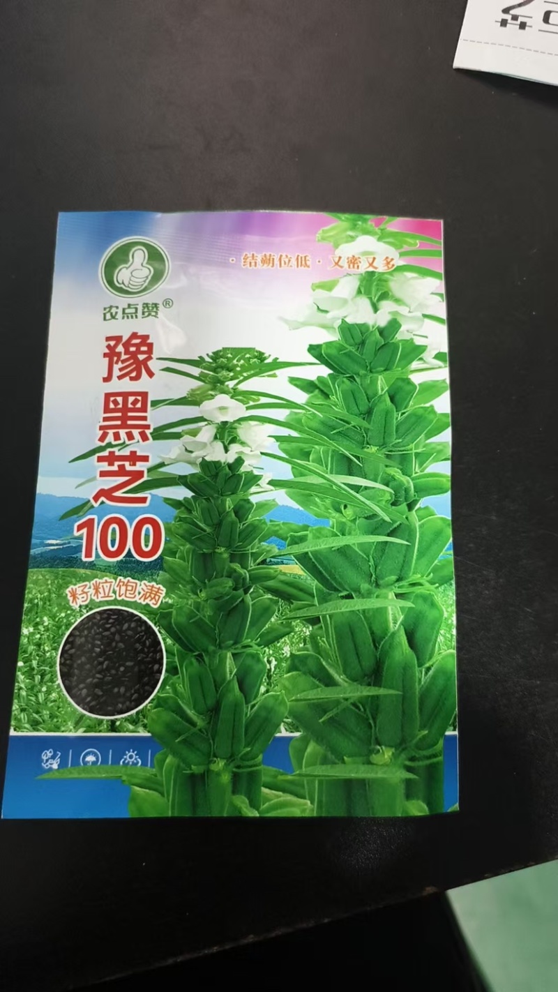 芝麻种子-含油量高耐热易种耐重茬密而多蒴果肥大