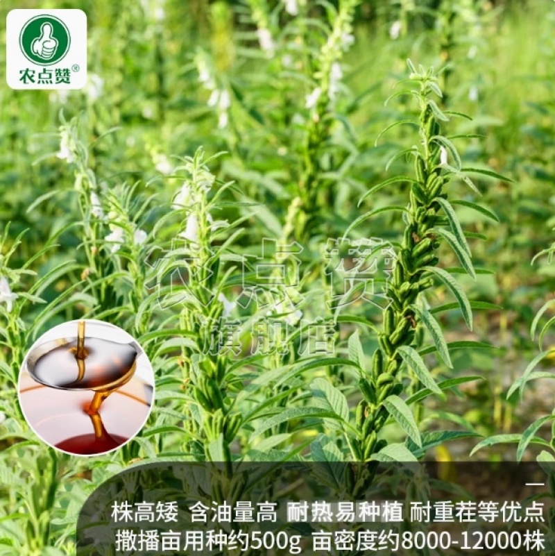 芝麻种子-含油量高耐热易种耐重茬密而多蒴果肥大