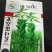 芝麻种子-含油量高耐热易种耐重茬密而多蒴果肥大