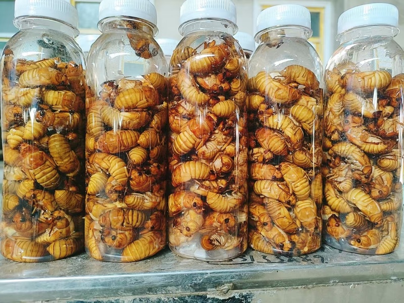 杜仲小金蝉，大量现货，基地直接发货，一件代发