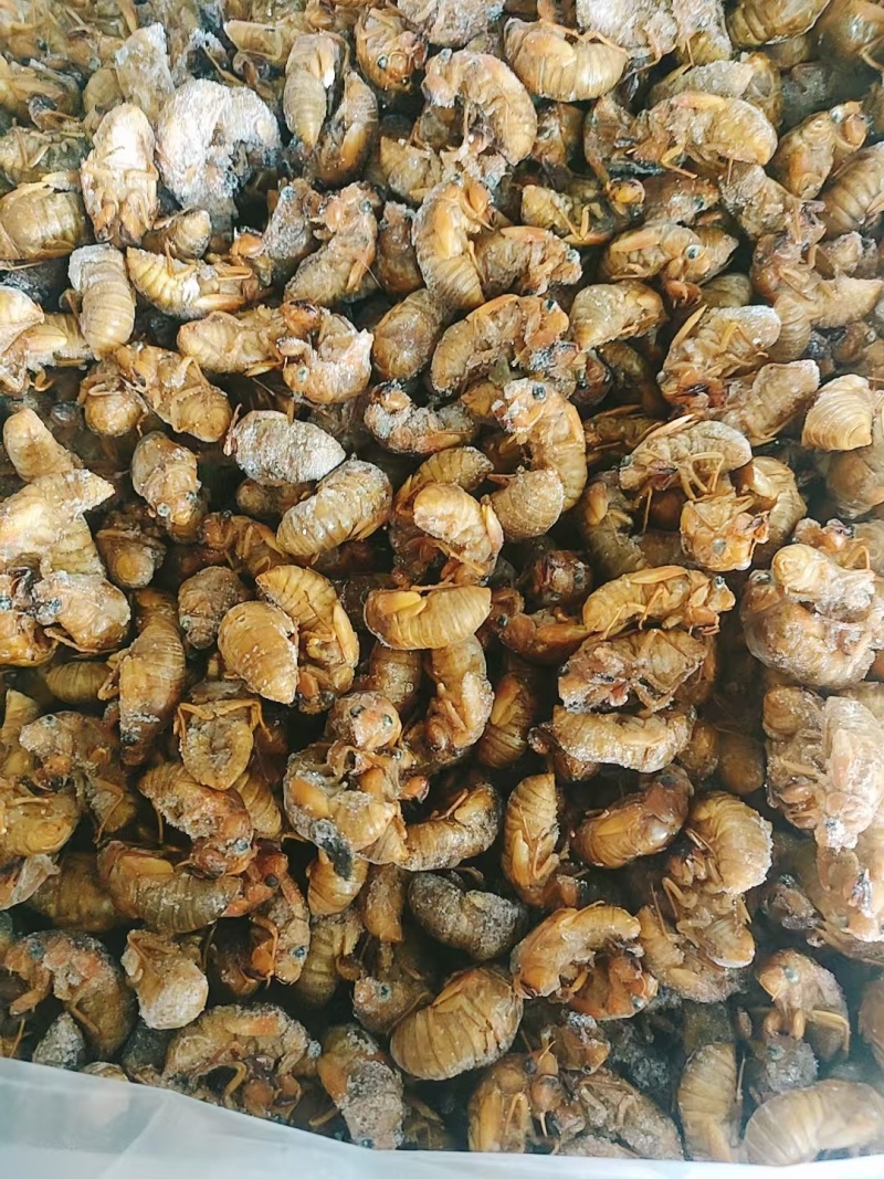 杜仲小金蝉，大量现货，基地直接发货，一件代发