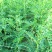 黄芪种子批发新采黄芪籽包发芽免费提供技术指导