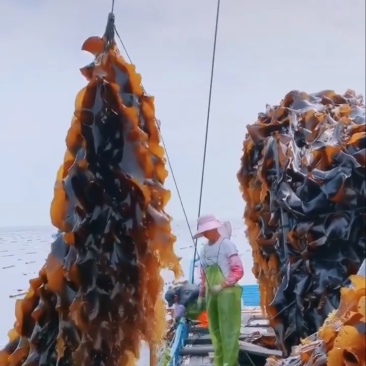 鲜海带大量走