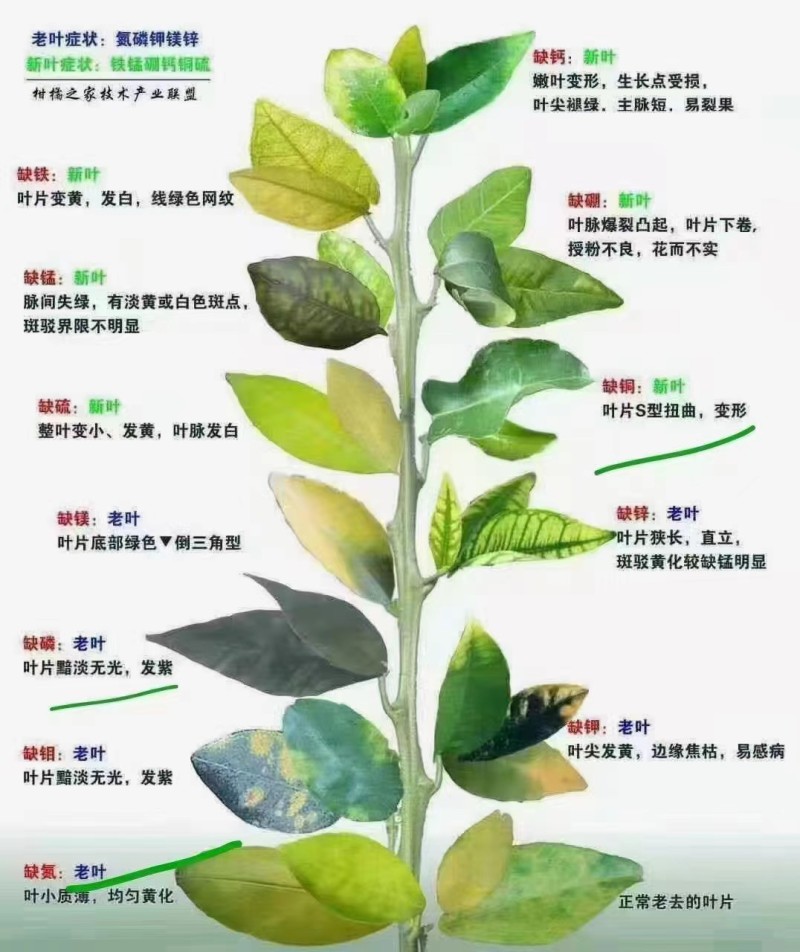 腐植酸水溶肥调酸压碱快速生根提质增产叶面肥
