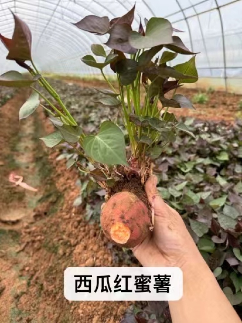 (包邮带根)济薯26.西瓜红.哈蜜.紫薯.济薯25红薯苗