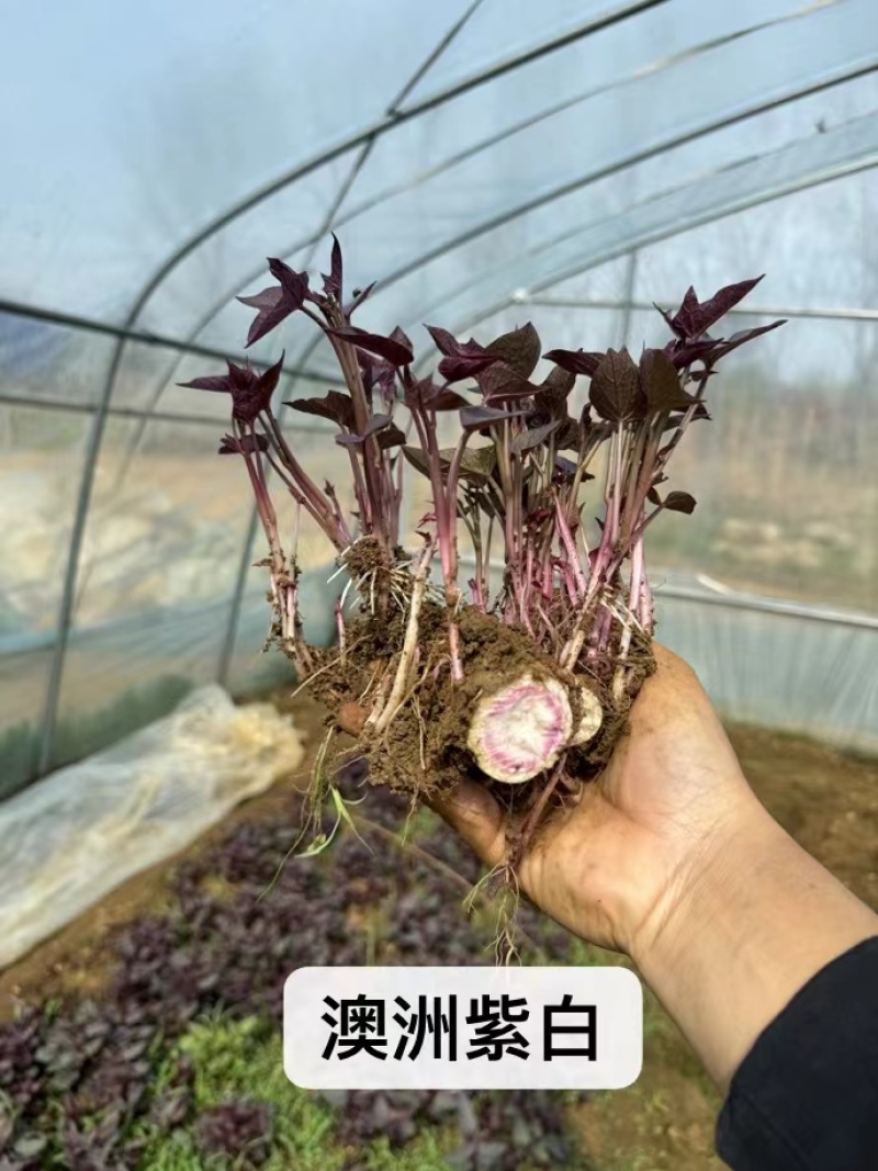 (包邮带根)济薯26.西瓜红.哈蜜.紫薯.济薯25红薯苗