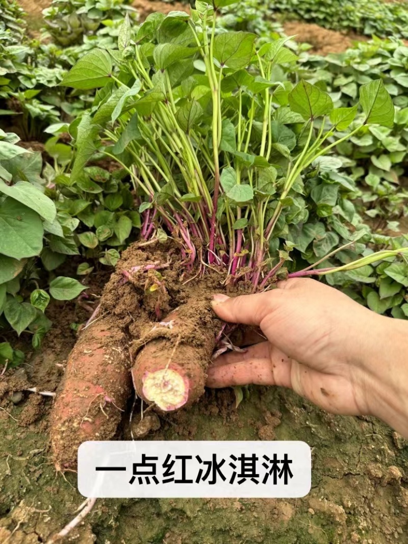 (包邮带根)济薯26.西瓜红.哈蜜.紫薯.济薯25红薯苗