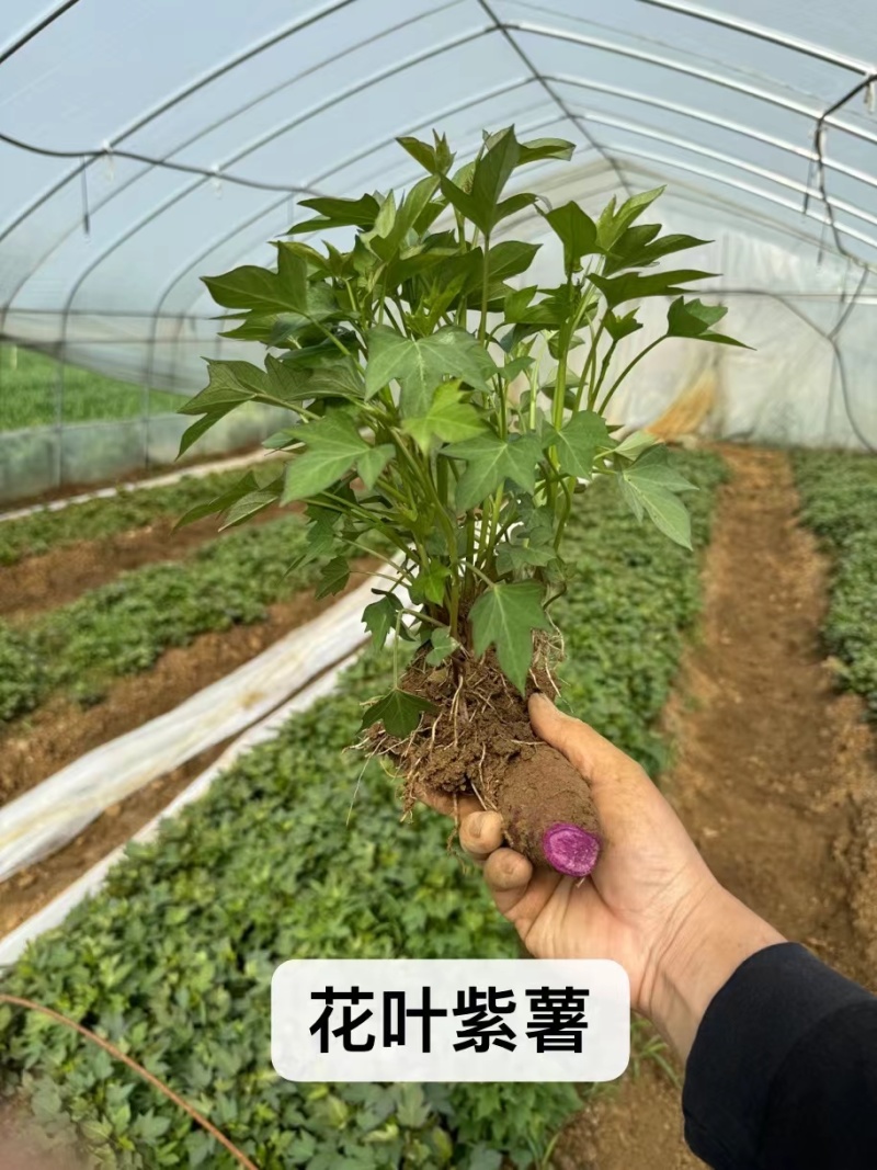 (包邮带根)济薯26.西瓜红.哈蜜.紫薯.济薯25红薯苗