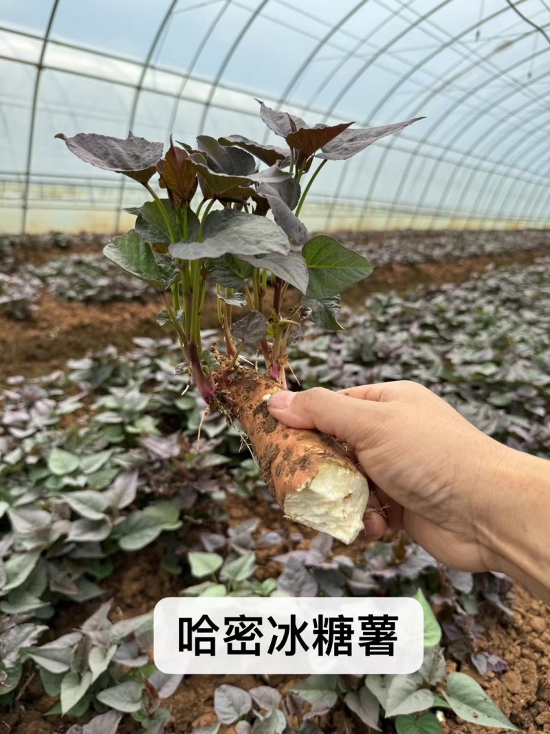 (包邮带根)济薯26.西瓜红.哈蜜.紫薯.济薯25红薯苗