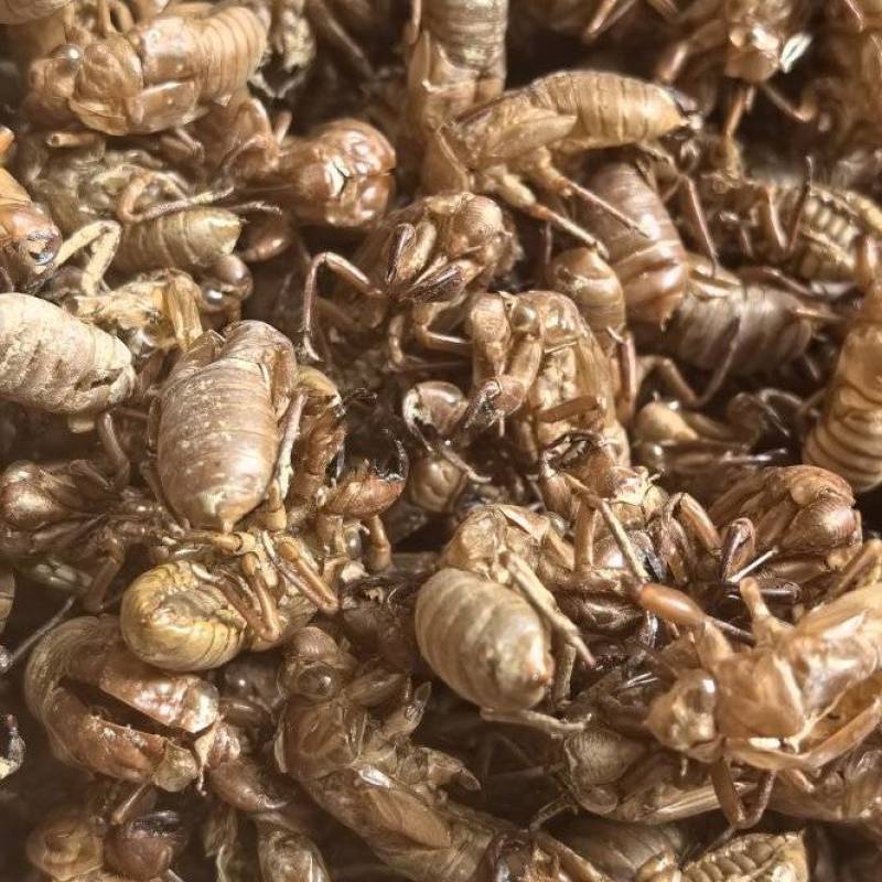 【正品保障】蝉蜕中药材蝉蜕知了皮蝉衣山区直发蝉壳虫蜕虫退