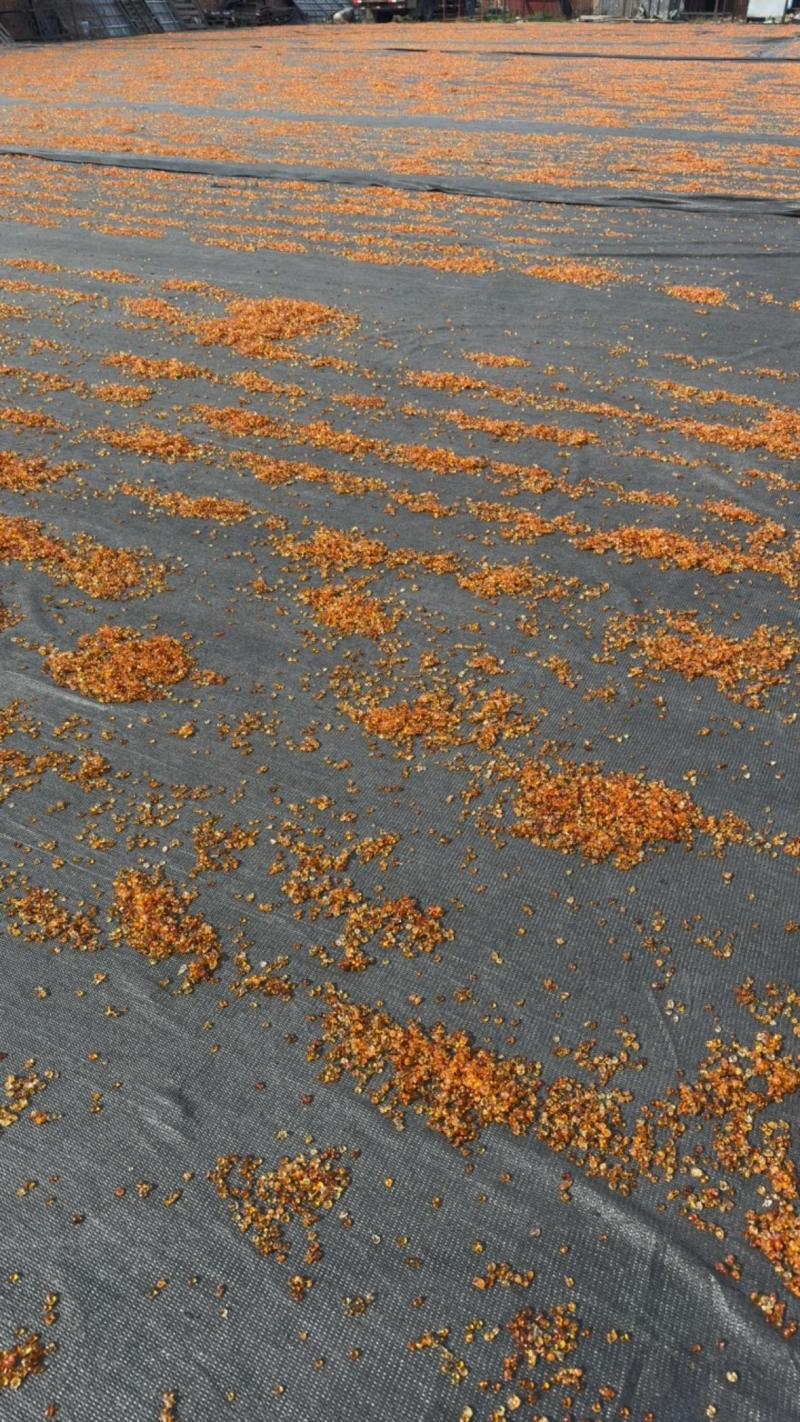 桃胶产地现货大货供应批发零售代发规格齐全全年有货