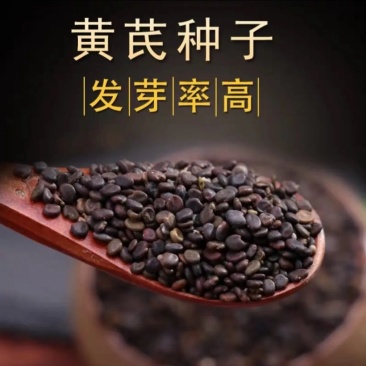 黄芪种子纯新籽包发芽免费提供种植技术种植简单好管理