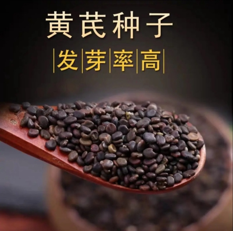 黄芪种子纯新籽包发芽免费提供种植技术种植简单好管理