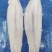 巴沙鱼