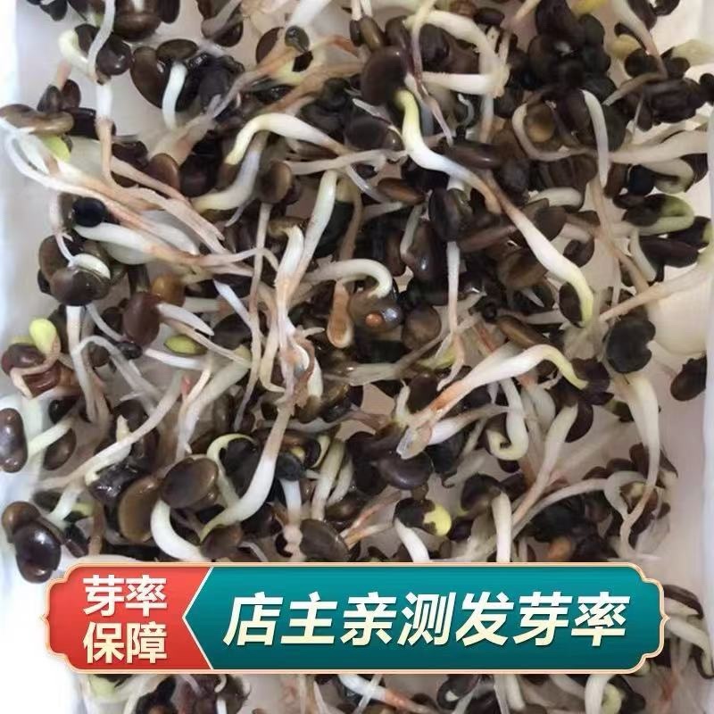 黄芪种子纯新籽包发芽免费提供种植技术种植简单好管理