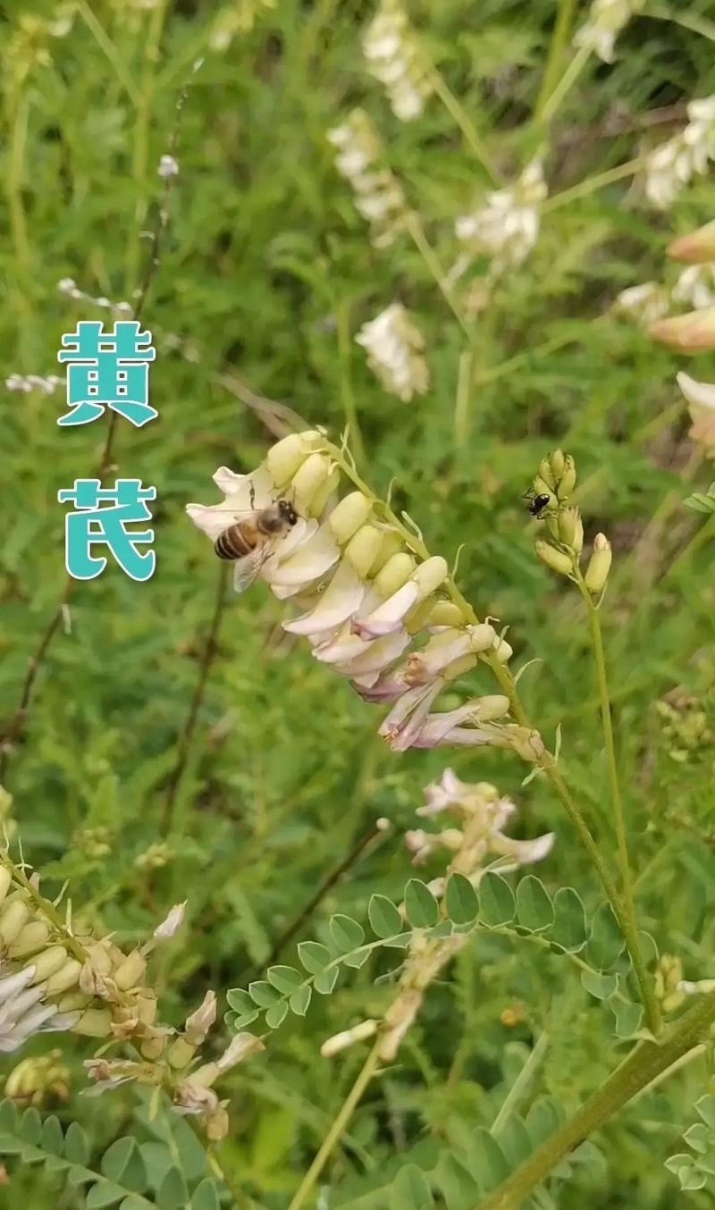 黄芪种子纯新籽包发芽免费提供种植技术种植简单好管理
